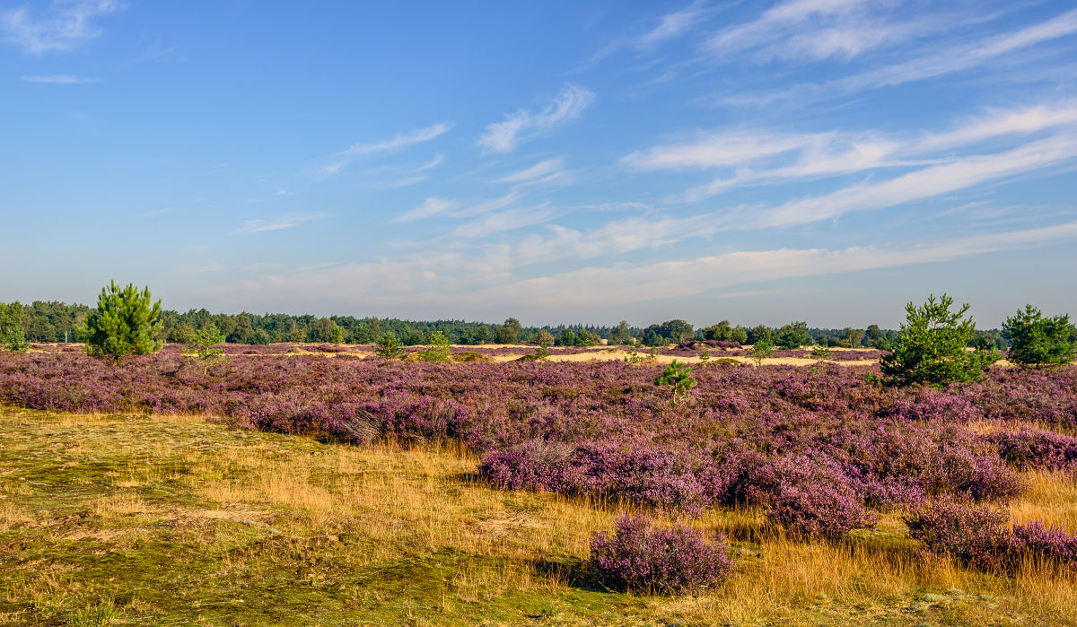 Nationaal-Park-Loonse-en-Drunense-Duinen-Nederland