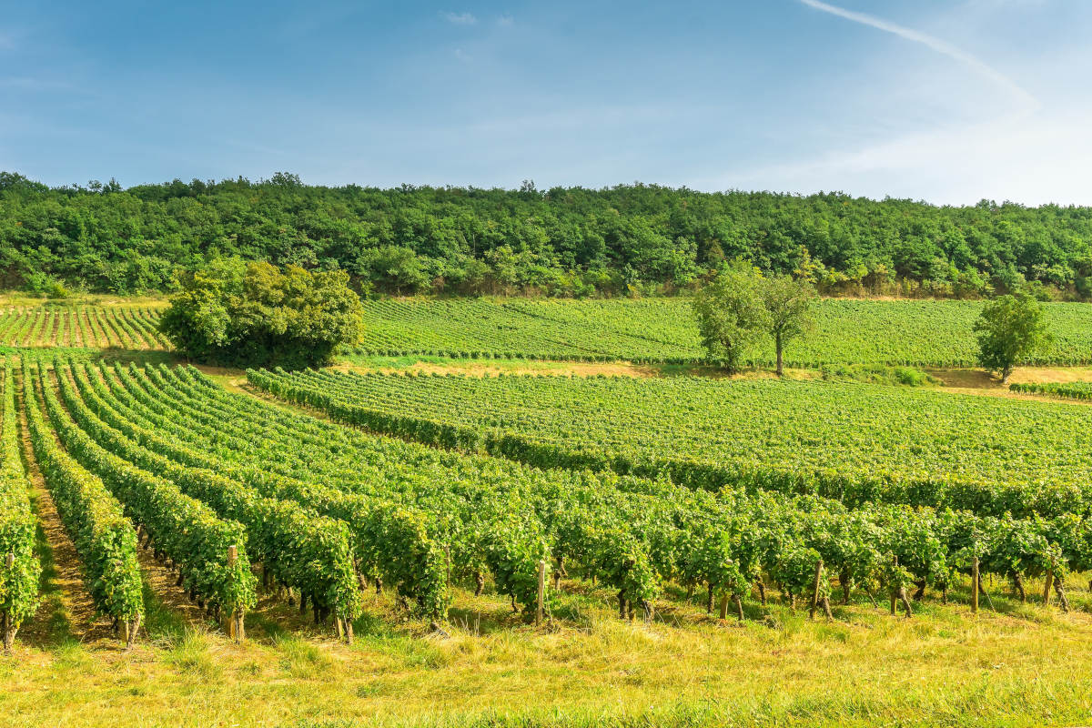 Wijngaarden-Bourgogne-Frankrijk