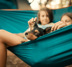 Urlaub mit Haustieren